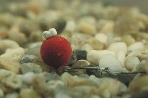 Стопора для бойлів Enterprise - Штучна кукурудза - Sweetcorn Hair Stop - Mixed Fluoro Colours - Mini