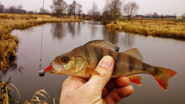 Силікон Relax KOPYTO 2,5" - BLS25 - Довжина 7 см