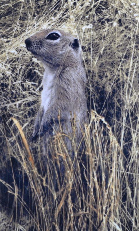 Костюм демисезонный для рыбалки и охоты - Anvi -5°C - Суслик - ткань Алова