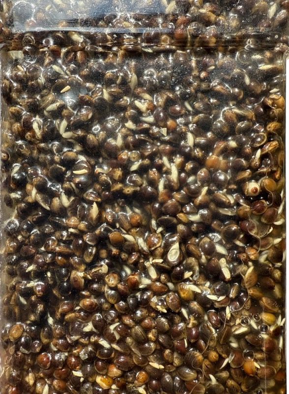 Зернова суміш Anvi - Конопля з часником та перцем - 1 кг